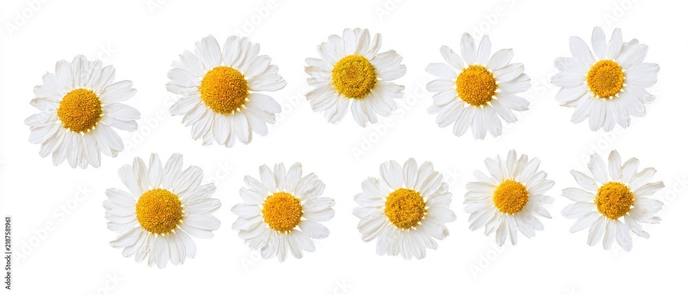Fototapeta premium Collection of dried white chamomile flowers with yellow centers, herbarium style, isolated on pure white background