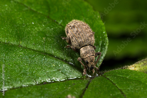 Fotografía Close-up of Otiorhynchus ligustici weevil on green leaf, detailed shot of broad-
