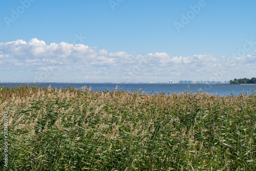 Dense common reed texture background. Full frame wild phragmites australis cane thicket pattern. Green and brown wetland plants backdrop