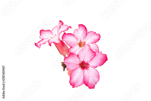 Pink adenium desert rose flowers and buds isolated on a white background