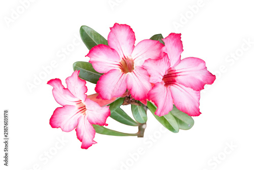 Pink adenium desert rose flowers and buds isolated on a white background
