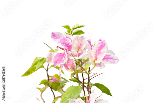 Colorful bougainvillea flowers and branches isolated on a plain white background