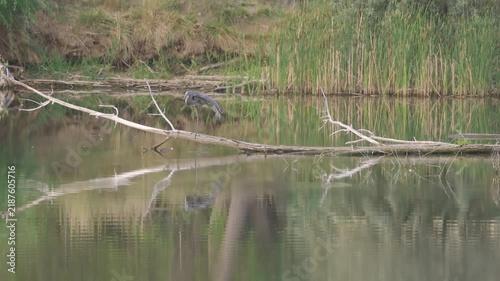 Great Blue Heron Walking Across Log in Slow Motion