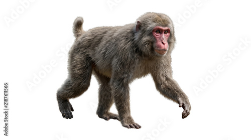 Canvastavla Japanese macaque with thick grey fur and a bright pink face walking on white bac