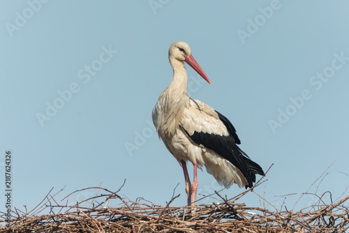 Foto Stork perched on its nest displaying natural behavior against a clear sky highli