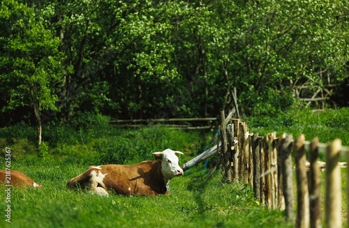 Canvastavla Cattle resting in a green pasture with a wooden fence under bright sunlight surr