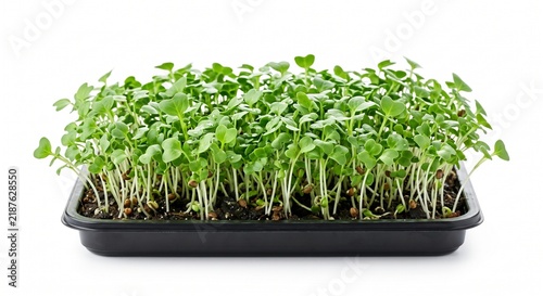Fresh green microgreens growing in a black plastic tray isolated on white background