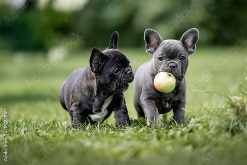 Foto two french bulldog puppies playing with an apple outdoors in summer