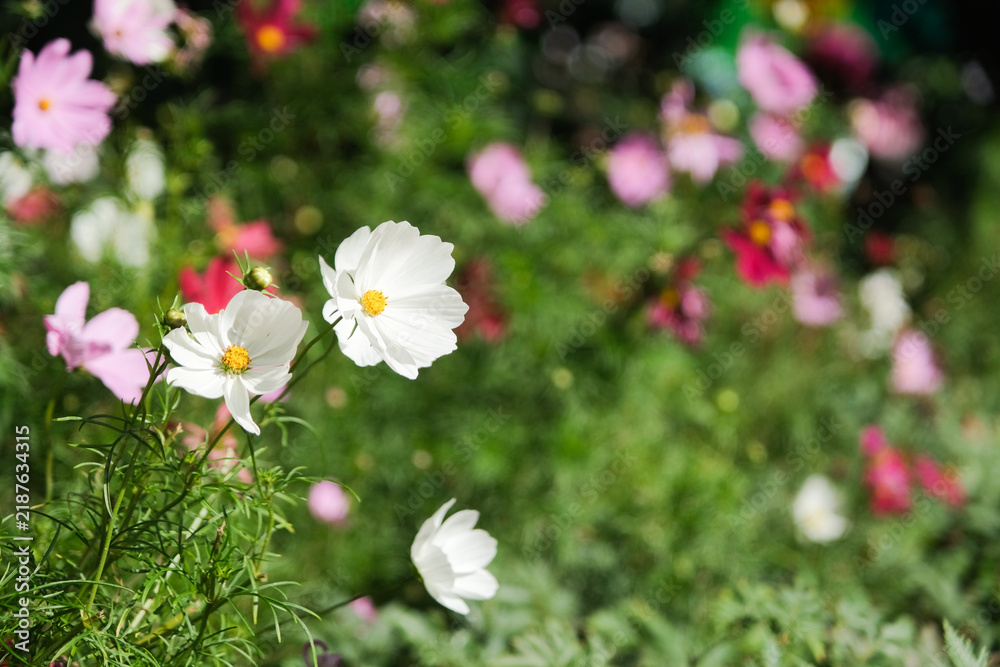 Fototapeta premium Cosmos flower blossom in garden