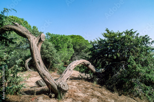 Canvastavla Ginepro comune The image appears to show a windswept juniper tree (Juniperus communis), a Mediterranean coastal variety, with a distinctive gnarled and twisted trunk Platamona, Sassari, Italia