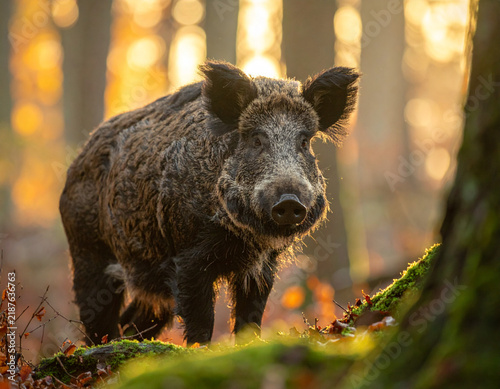 Obraz na płótnie Wildschwein