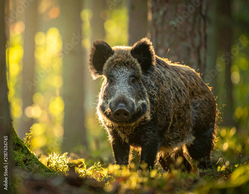 Obraz na płótnie Wildschwein