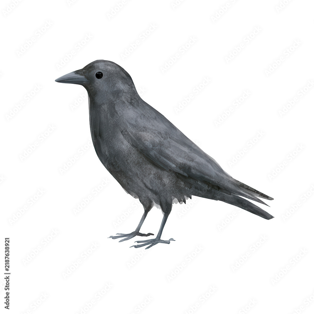 Obraz premium Black crow standing on plain white background with clean copy space for branding and design use