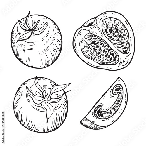 Hand drawn vector graphics of tomatoes, including whole tomatoes and sliced pieces. The illustrations show detailed textures and shapes of the fruit.