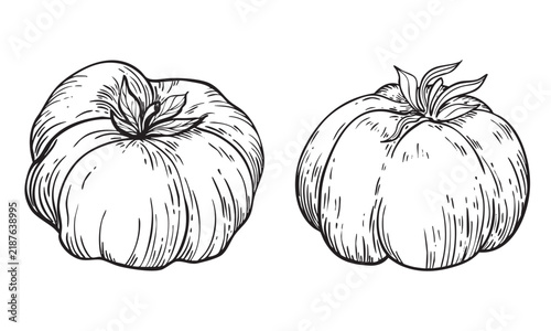 Vector graphics, hand drawn, two ripe tomatoes. The tomatoes are round and isolated on a white background.