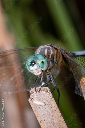 Blue Dasher Dragonfly Perched on Branch Macro Close-Up
