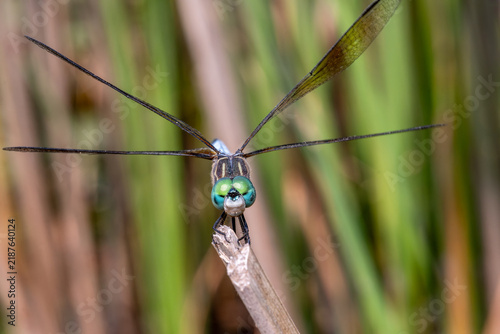 Blue Dasher Dragonfly Perched on Branch Macro Close-Up