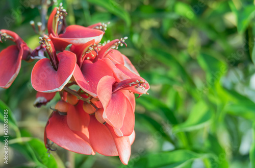 Fotografie Cockspur Coral Tree Red Flower Close Up