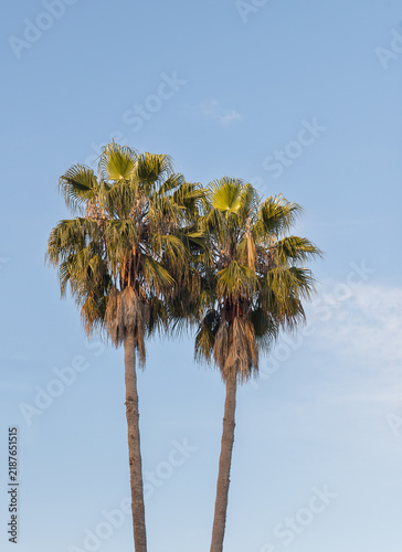 Mexican Fan Palm Trees Against Blue Sky