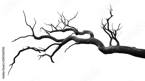 Weathered dry dead tree branch in dark black and white tones isolated on transparent background for spooky design.