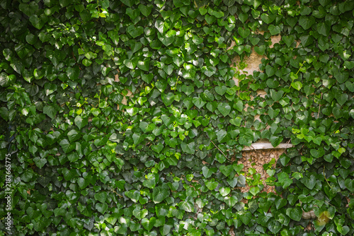Lush Green Ivy Wall With Heart-Shaped Leaves and Intertwined Climbing Vines Texture