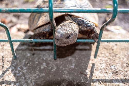 Macro view of a tortoise sticking its head through a metal fence in Budva, Montenegro. Close up shot of Testudo hermanni reptile in a zoo