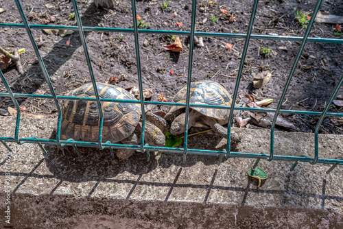 Two tortoises eat green leaves behind a wire fence in Budva, Montenegro. Close up view of Testudo hermanni reptiles in a zoo enclosure