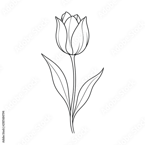 Minimal Tulip Botanical Line Art