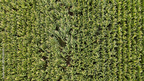 Aerial top down view of a lush green cornfield. Agricultural field of corn crops background texture, drone perspective of organic farming and plant rows