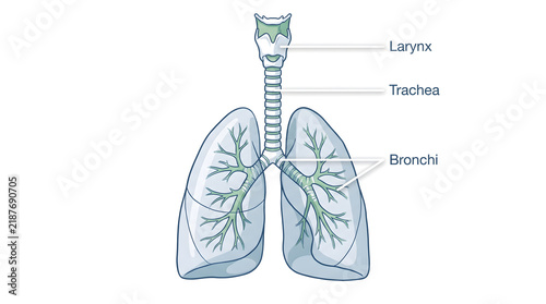 Medical illustration of human respiratory system with labeled anatomy