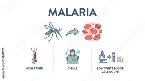 Infographic illustrating malaria transmission mosquito vector symptoms and blood analysis