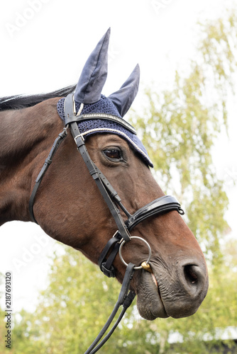 Fotografie Competition horse wearing a snaffle bridle and a fly veil over the ears