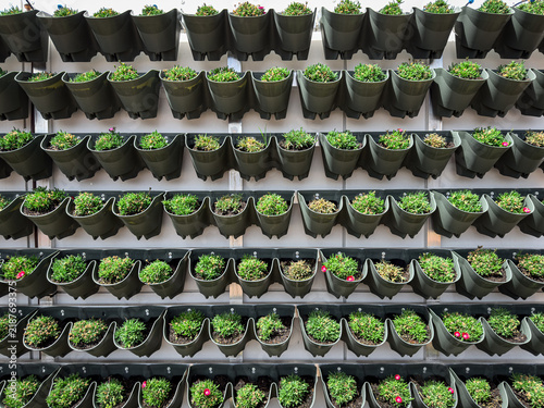 Succulent Plants Growing in a Space-Saving Vertical Garden Wall
