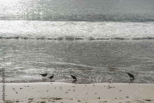 Gaviotas alimentándose en la orilla del mar