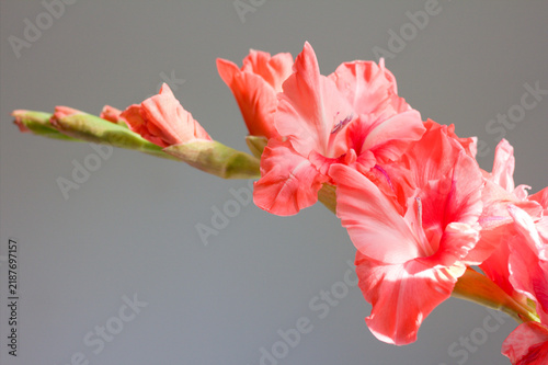 Pink gladiolus flowers on light background