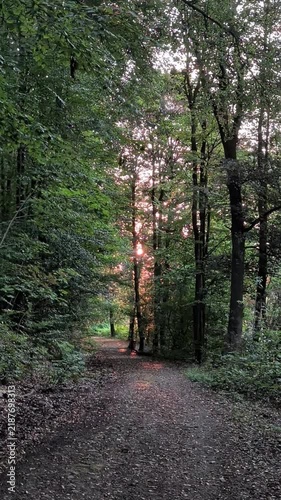 a vertical shot of the road with trees in the forest at sunset