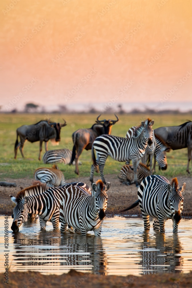 Fototapeta premium Zebras and Wildebeest Drinking at Sunset in African Savannah