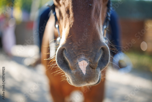 Close-up of a brown horse nose and nostrils with a white spot