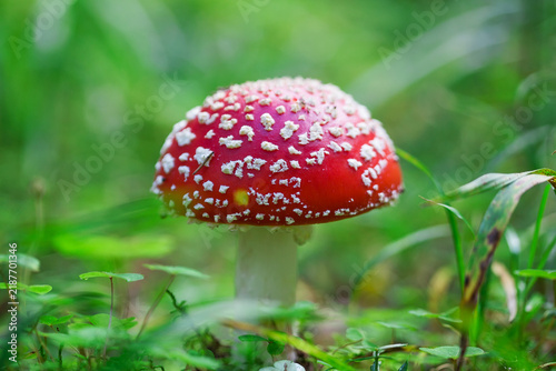 Bild auf Leinwand A fly agaric against the backdrop of wild vegetation.