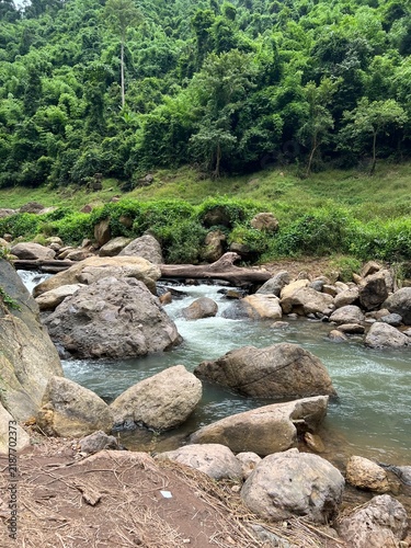 river in the forest