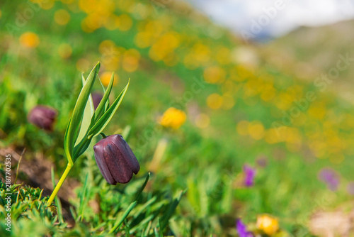 Wild tulips growing in the mountains