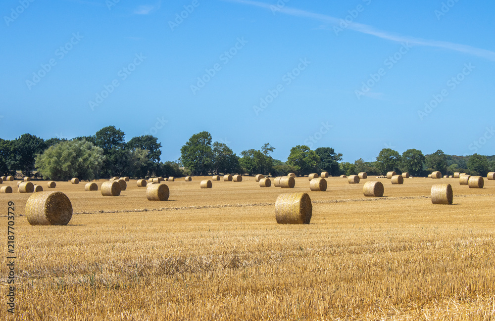 Obraz premium Feld mit Heuballen