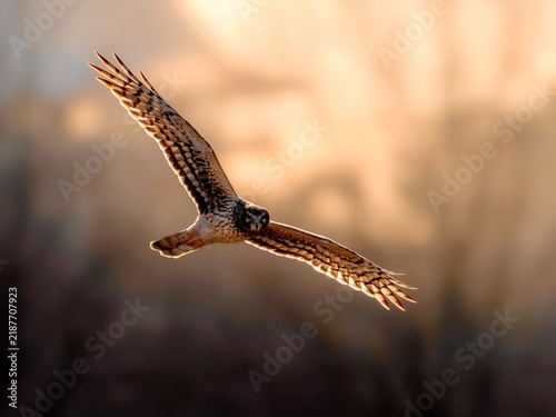 Cuadro en lienzo Northern harrier in flight with golden light in winter