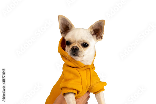 Small dog in yellow hoodie being held by a person with white background