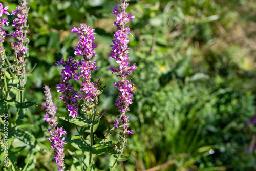 Wild purple loosestrife with a bee foraging for pollen on a summer morning.