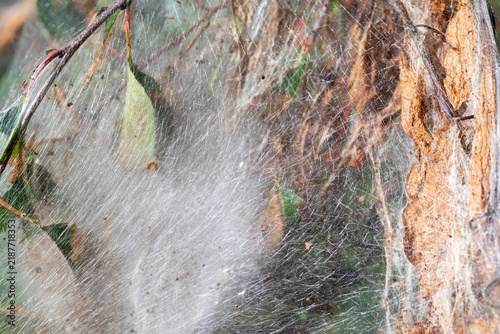 Large mass of silken web from fall webworm caterpillar close view.