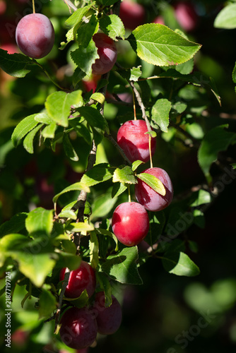 A close-up of a tree with wild plums that shine among the green leaves in the fall.