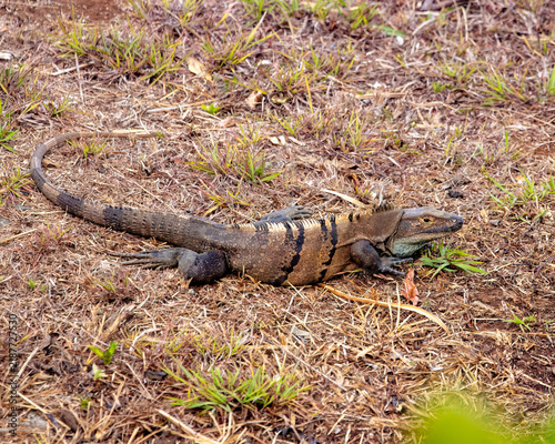 Photography Iguana