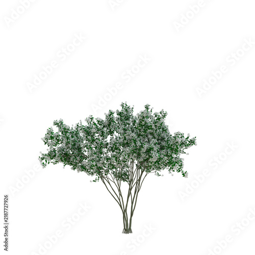 Tapety artystyczne Juneberry