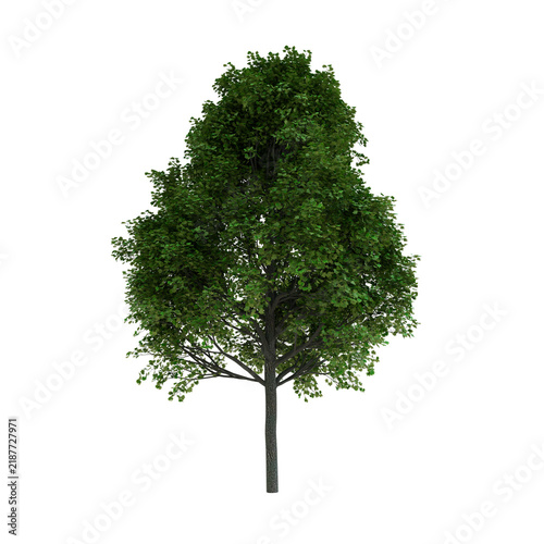 Tapety artystyczne Norway Maple